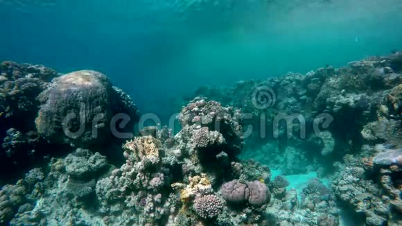 水下珊瑚和鱼视频的预览图