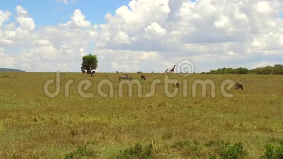 非洲热带稀树草原食草动物群视频的预览图
