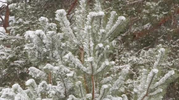 白雪皑皑的冬林圣诞节视频的预览图