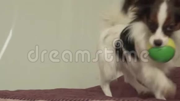 帕皮龙大陆玩具小狗玩有趣的球股票视频视频的预览图