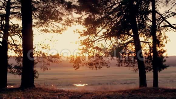 日落时的针叶林视频的预览图