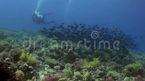 红海海底背景海洋景观中的鱼类和潜水员视频的预览图