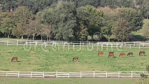 牧场上的马群视频的预览图