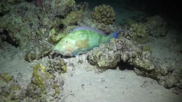 红海水下沙底背景鱼视频的预览图