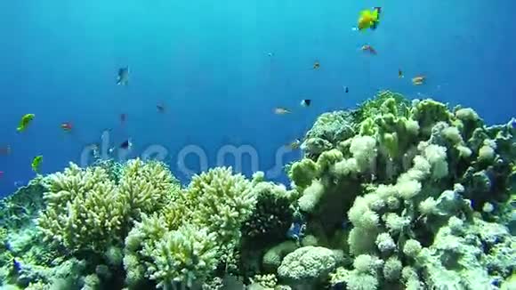 美丽的五颜六色的热带鱼类在充满活力的珊瑚礁水下在红海视频的预览图
