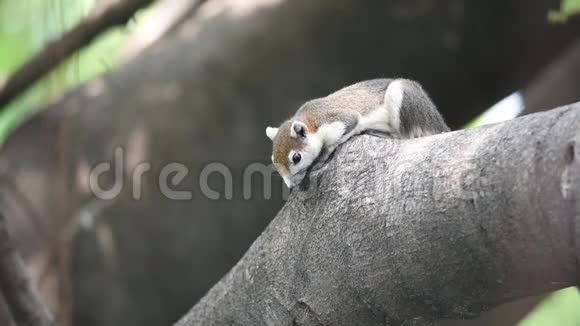 自然界中树上棕色的松鼠视频的预览图