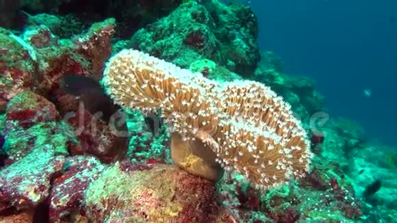马尔代夫海洋水下彩色珊瑚背景的鱼群视频的预览图