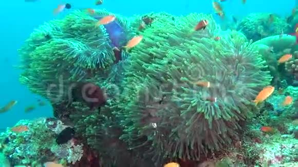 马尔代夫海底的海葵和明亮的橙色小丑鱼视频的预览图