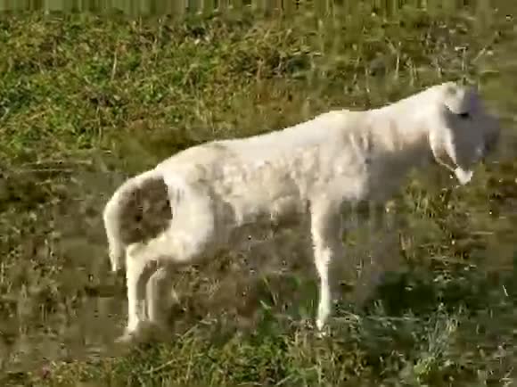 一群羊中的LAMB和SHEEP视频的预览图