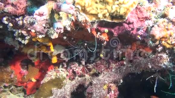 马尔代夫海洋生物惊人的水下生物视频的预览图