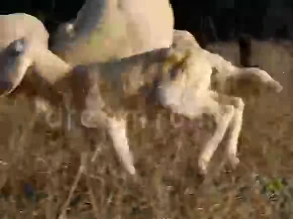 一群羊中的LAMB和SHEEP视频的预览图