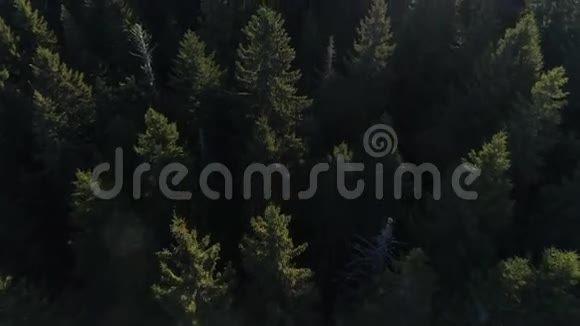 黑山云杉林的鸟瞰图视频的预览图