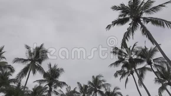 热带棕榈树全景印尼巴厘岛度假村视频的预览图