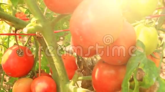 红熟番茄园视频的预览图