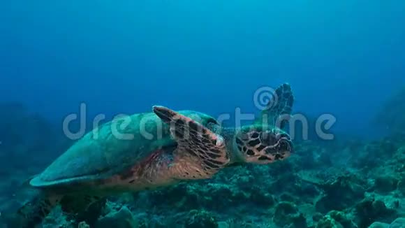 龟在珊瑚礁上游泳视频的预览图