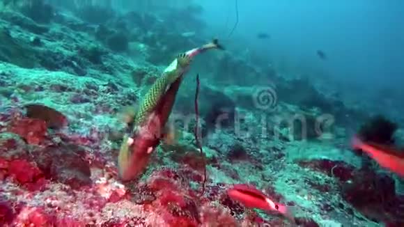 马尔代夫海底清澈海底背景下的鱼视频的预览图