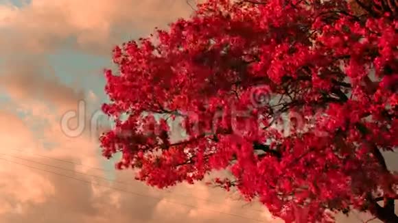 鲜红的枫叶视频的预览图