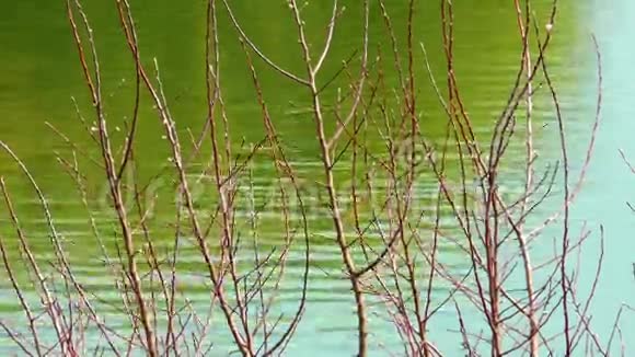 大自然中的绿湖水面视频的预览图