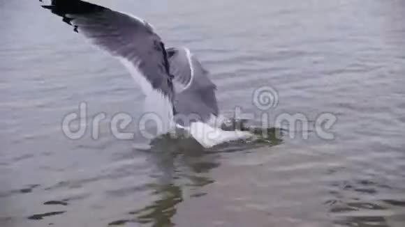 在冬季冰雪覆盖的海洋中海鸥潜水和觅食慢动作视频的预览图