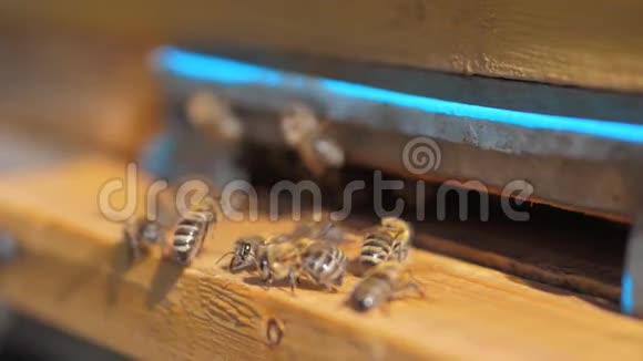 慢动作视频日记一群生活方式的蜜蜂飞到蜂巢里收集花粉熊蜂蜜养蜂概念视频的预览图