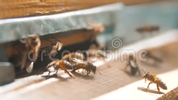 慢动作录像一群蜜蜂把生活方式飞到蜂巢里收集花粉熊蜂蜜养蜂概念视频的预览图