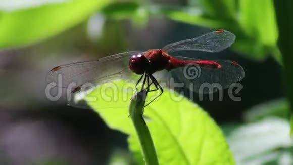 蜻蜓在一个分支植物上视频的预览图