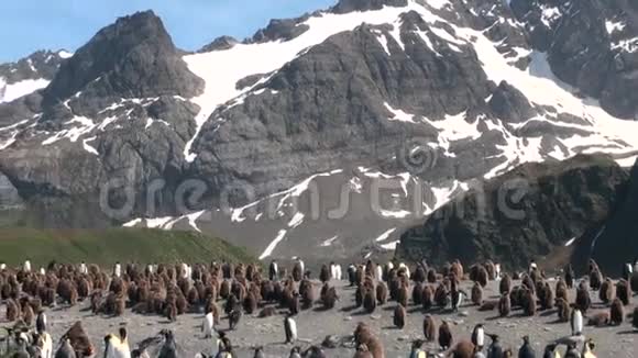 南极洲福克兰群岛雪山背景下的企鹅视频的预览图