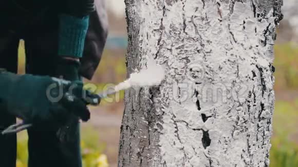在春天的季节粉刷树木视频的预览图