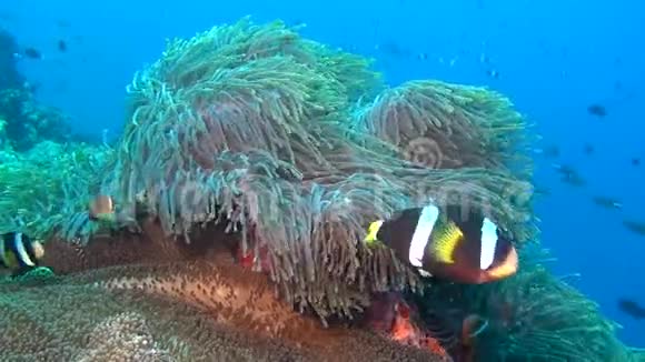 海葵和明亮的小丑鱼在干净的清澈的海底马尔代夫水下视频的预览图