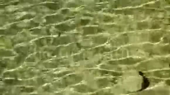 绿湖水视频的预览图