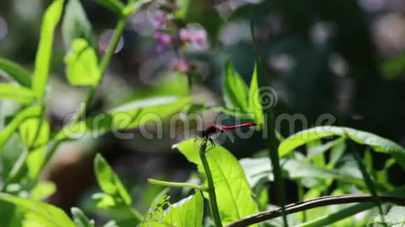 蜻蜓在一个分支植物上视频的预览图