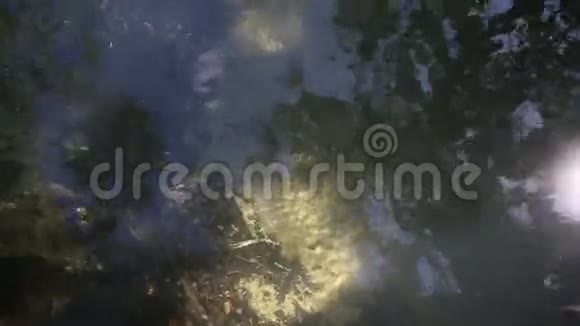 清水在红树根之间流动视频的预览图