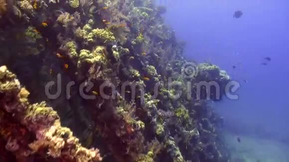 红海海底沉船鱼群背景景观视频的预览图