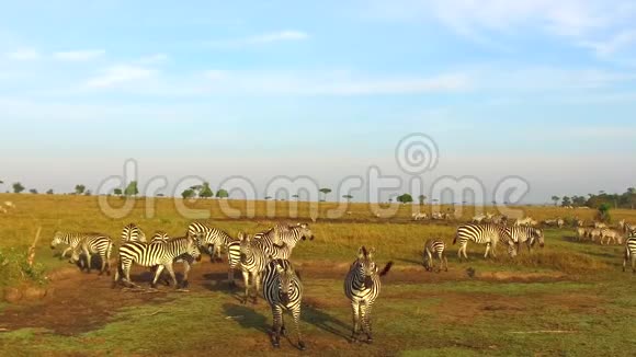 非洲热带草原上放牧的斑马视频的预览图