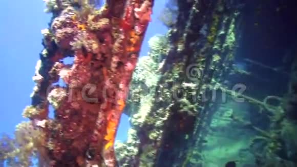 红海海底沉船背景海洋景观视频的预览图