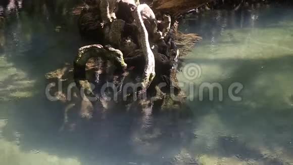 红树林根间的清水流动视频的预览图