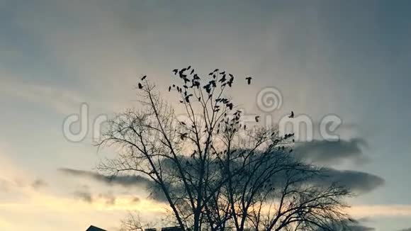 一群鸟从树上起飞一群乌鸦黑鸟干树鸟儿在天空中慢动作的乌鸦视频的预览图