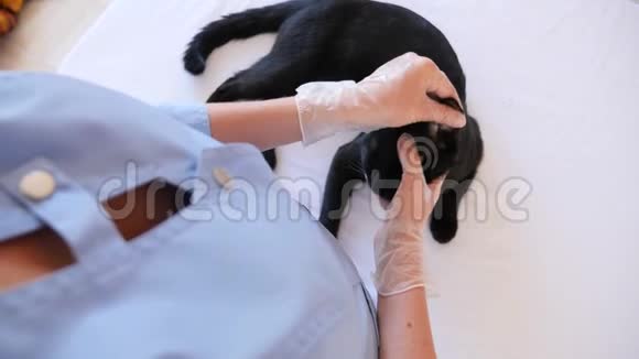 兽医在兽医诊所检查猫4K慢动作视频的预览图