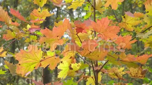 阳光明媚的秋日一棵枫树的红黄叶视频的预览图