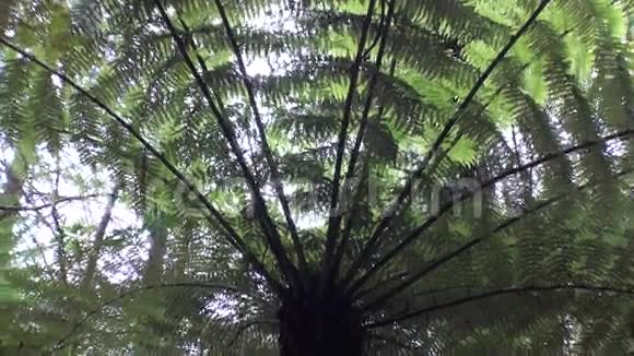 新西兰风景优美的森林视频的预览图