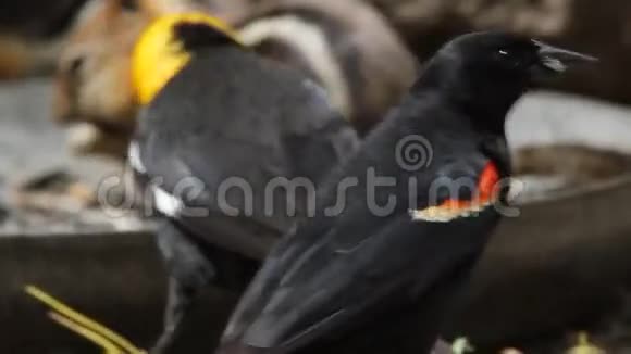 黑鸟和花栗鼠视频的预览图