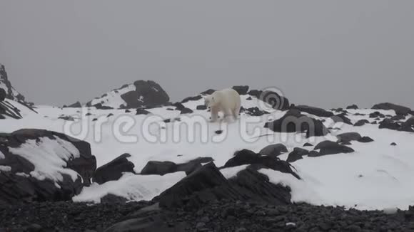 在斯瓦尔巴的冻原荒凉的冰面上的白色北极熊视频的预览图