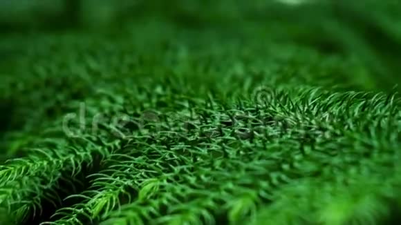 热带森林的绿叶视频的预览图