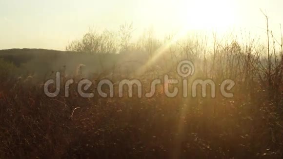 早春或晚秋阳光透过烟和火燃烧干草和灌木丛视频的预览图