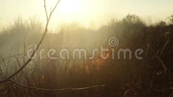 早春或晚秋阳光透过烟和火燃烧干草和灌木丛视频的预览图