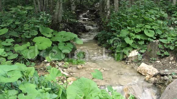 干净的森林溪流淡水视频的预览图