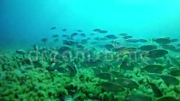 在马洛卡潜水西班牙水下视频的预览图