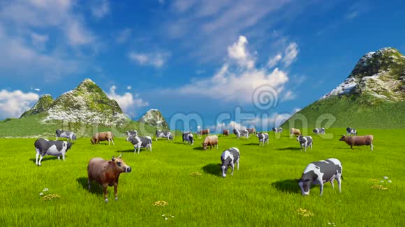 奶牛在高山牧场放牧视频的预览图