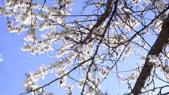 蓝天背景上盛开的杏树视频的预览图