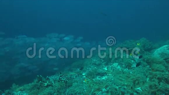 珊瑚礁上的一所特雷瓦利斯学校视频的预览图